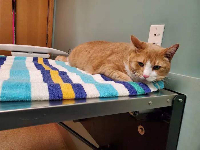 City Creatures Animal Hospital 5