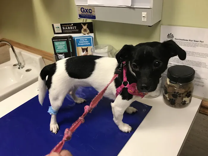 City Creatures Animal Hospital 6