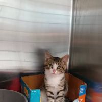 Central Park Animal Hospital ico
