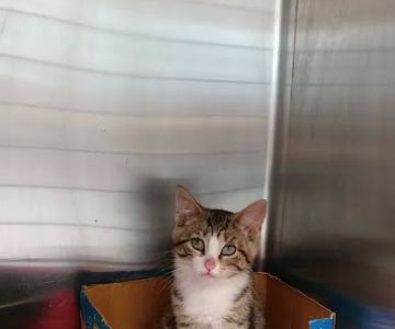 Central Park Animal Hospital