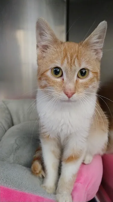 Central Park Animal Hospital 5