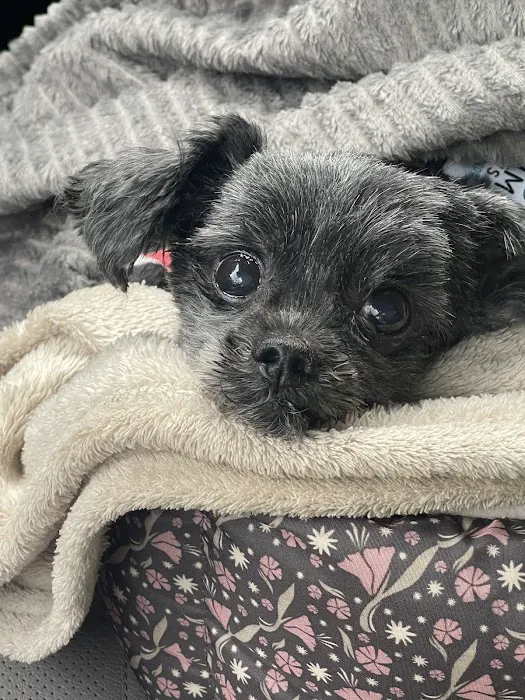 Central Park Animal Hospital 10