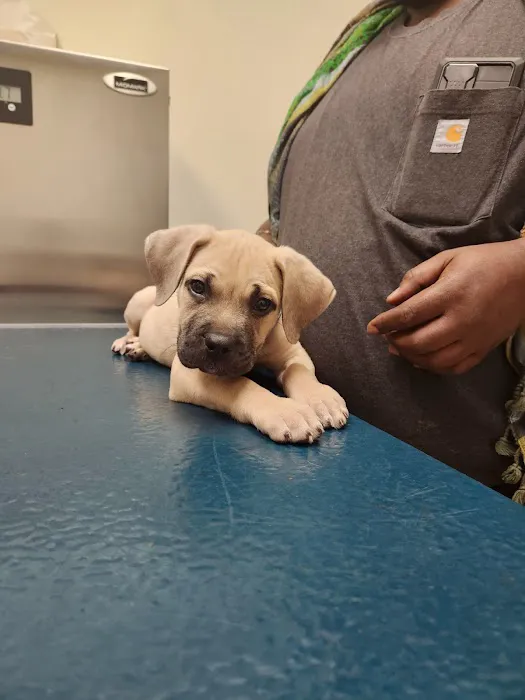 North Buffalo Animal Hospital 5