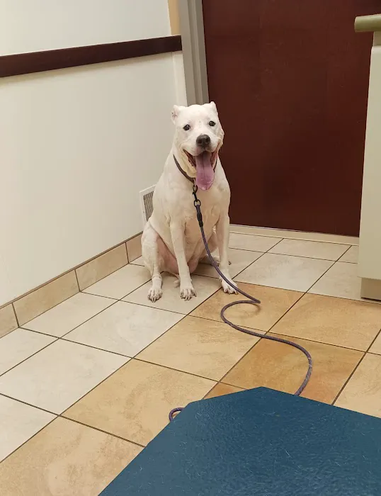 North Buffalo Animal Hospital 3