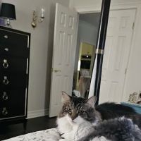 St Francis Animal Hospital: Parisi Joseph M DVM ico