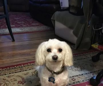 Amherst Small Animal Hospital