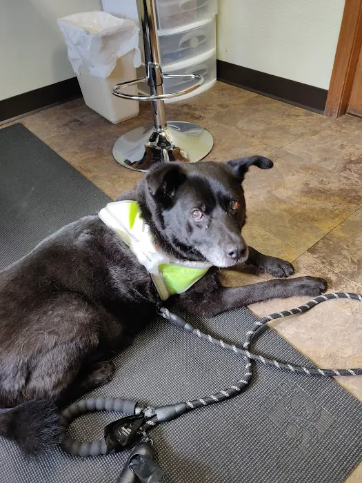 Amherst Small Animal Hospital 4