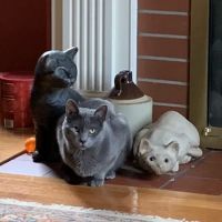 VCA Blue Cross Animal Hospital of Amherst ico