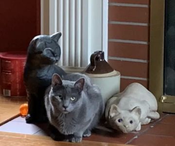 VCA Blue Cross Animal Hospital of Amherst