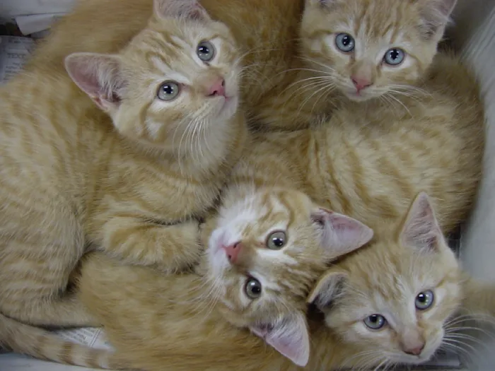 VCA Blue Cross Animal Hospital of Amherst 10