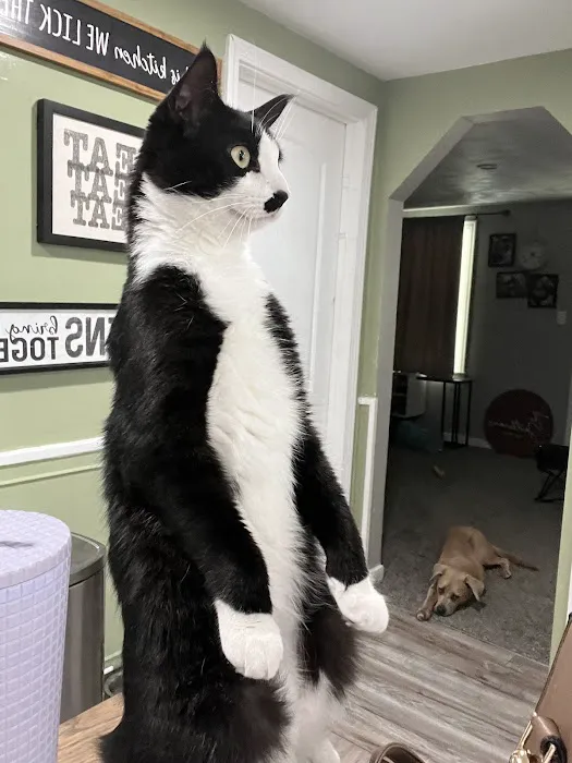 VCA Blue Cross Animal Hospital of Amherst 2