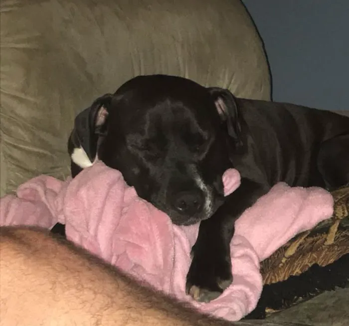 VCA Blue Cross Animal Hospital of Amherst 3