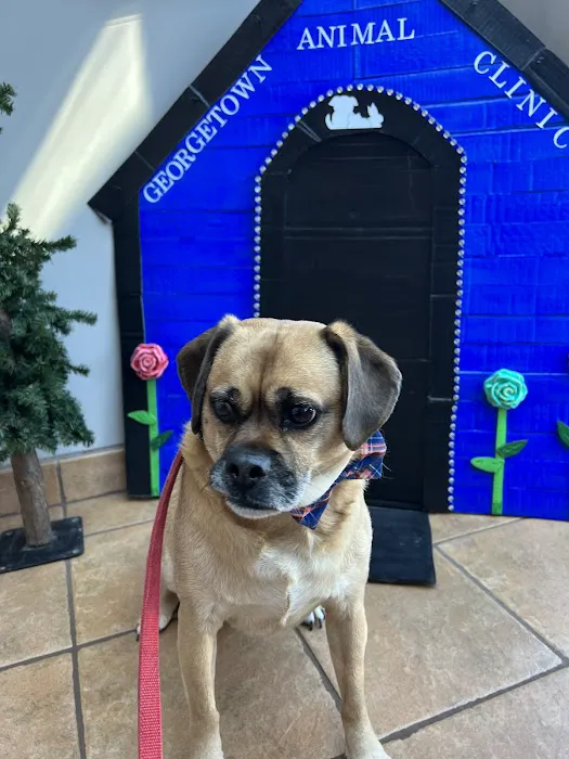 Georgetown Animal Clinic, PC 7