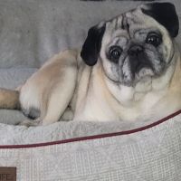 Georgetown Animal Clinic, PC ico