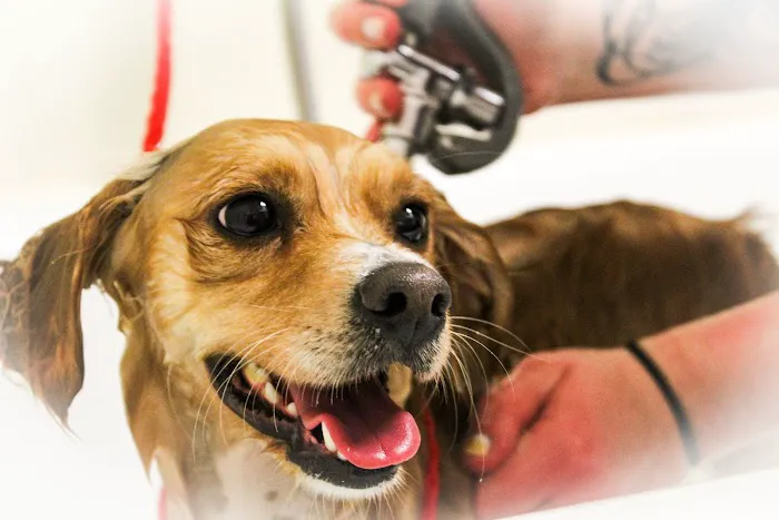 Harris Hill Animal Hospital 8