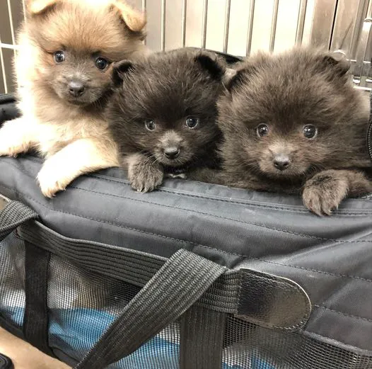 Harris Hill Animal Hospital 6