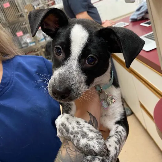 Harris Hill Animal Hospital 7