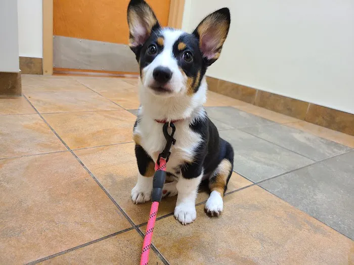 Harris Hill Animal Hospital 4