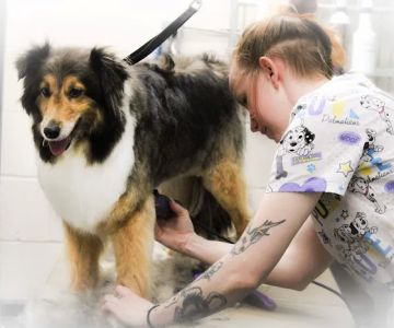 Harris Hill Animal Hospital
