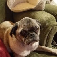The Animal Hospitable Veterinary Clinic ico
