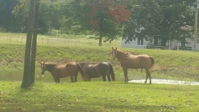 Mckey Equine Hospital 8