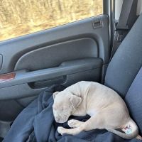 Sallisaw Animal Hospital ico
