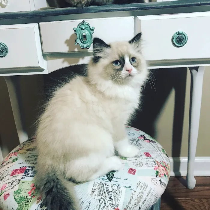 FurryTail Ragdolls Cattery of Eastern Oklahoma 5