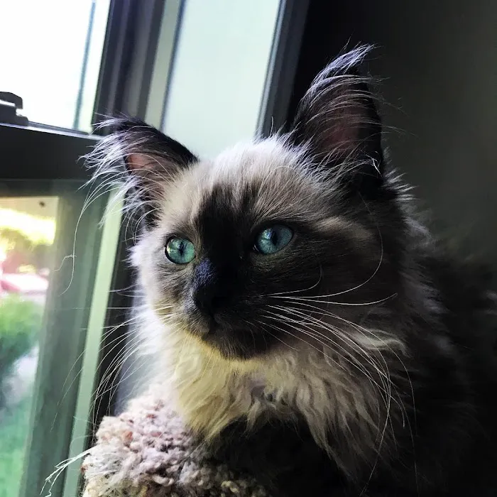FurryTail Ragdolls Cattery of Eastern Oklahoma 2