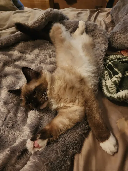 FurryTail Ragdolls Cattery of Eastern Oklahoma 6
