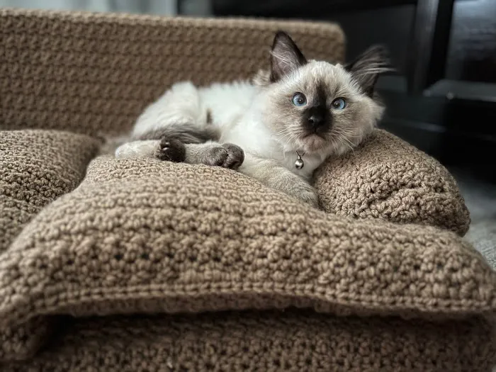 FurryTail Ragdolls Cattery of Eastern Oklahoma 1