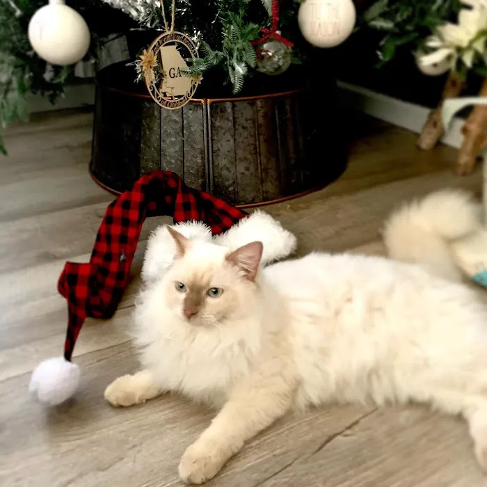 FurryTail Ragdolls Cattery of Eastern Oklahoma 7