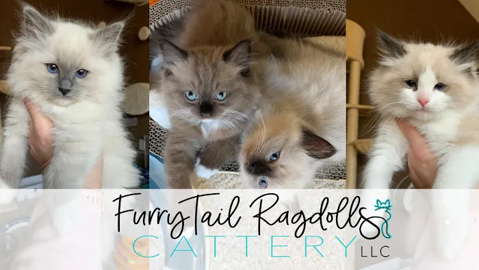 FurryTail Ragdolls Cattery of Eastern Oklahoma 10