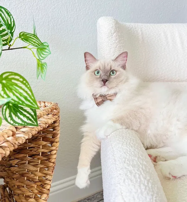 FurryTail Ragdolls Cattery of Eastern Oklahoma 9