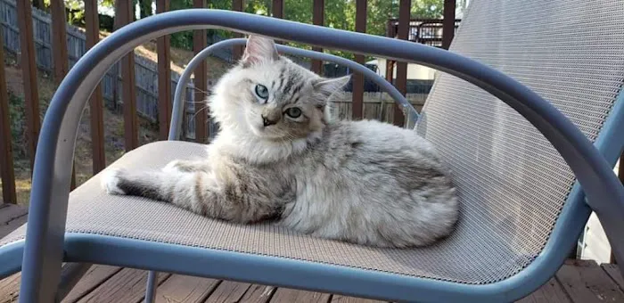 FurryTail Ragdolls Cattery of Eastern Oklahoma 8