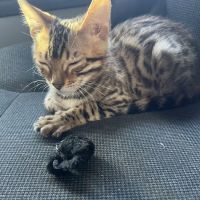 KezKatz Cattery ico