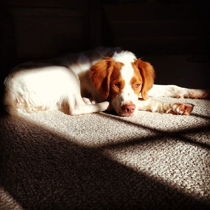 York Animal Hospital 8