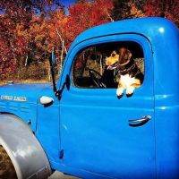 York Animal Hospital ico