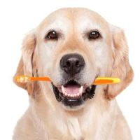 Scarborough Animal Hospital ico