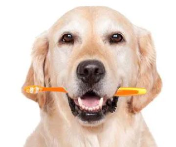 Scarborough Animal Hospital