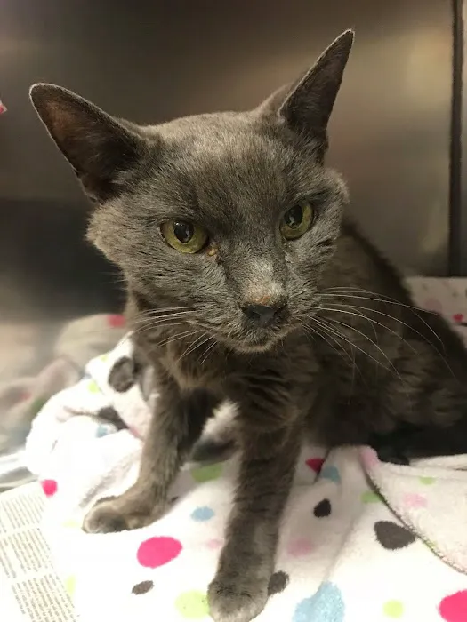 Scarborough Animal Hospital 8