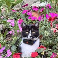 Cats On Call Hospital Inc ico