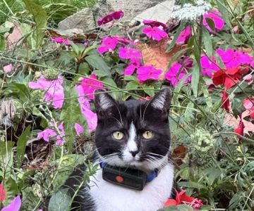 Cats On Call Hospital Inc