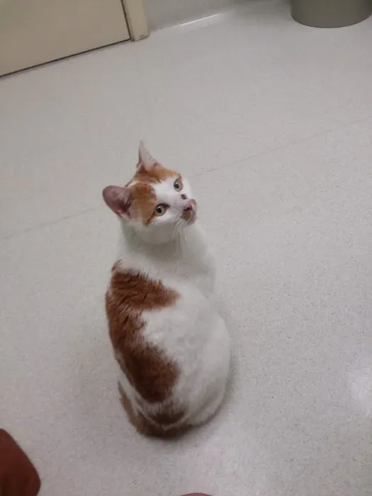 South Portland Veterinary Hospital 3