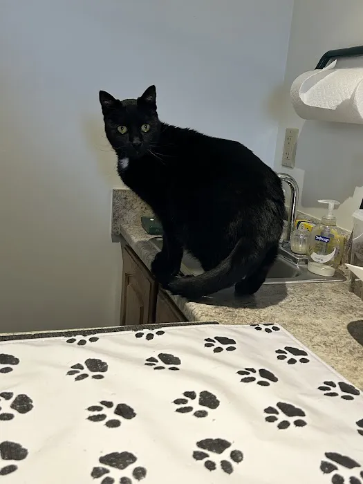 The Cat Doctor 1