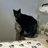 The Cat Doctor ico
