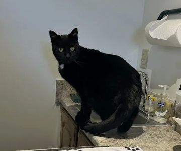 The Cat Doctor