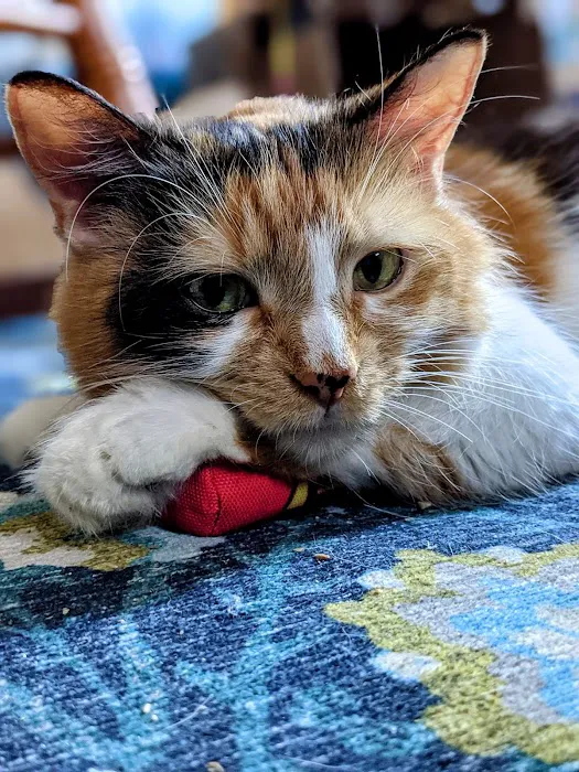 The Cat Doctor 9