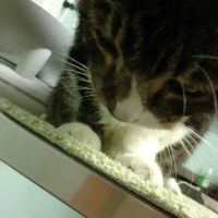 Brackett West Veterinary Clinic ico