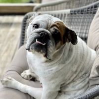 Brackett Street Veterinary Clinic ico