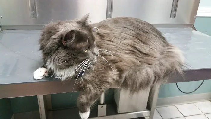 Brackett Street Veterinary Clinic 6
